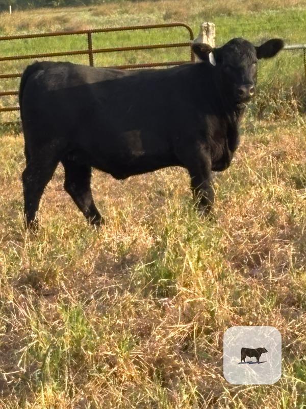 278 Angus Rep. Heifers... South TX