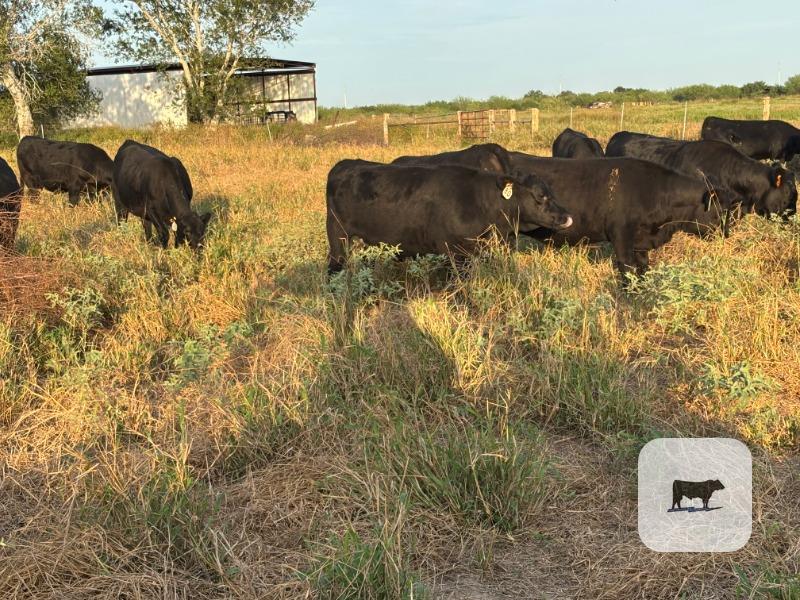 278 Angus Rep. Heifers... South TX thumbnail 6