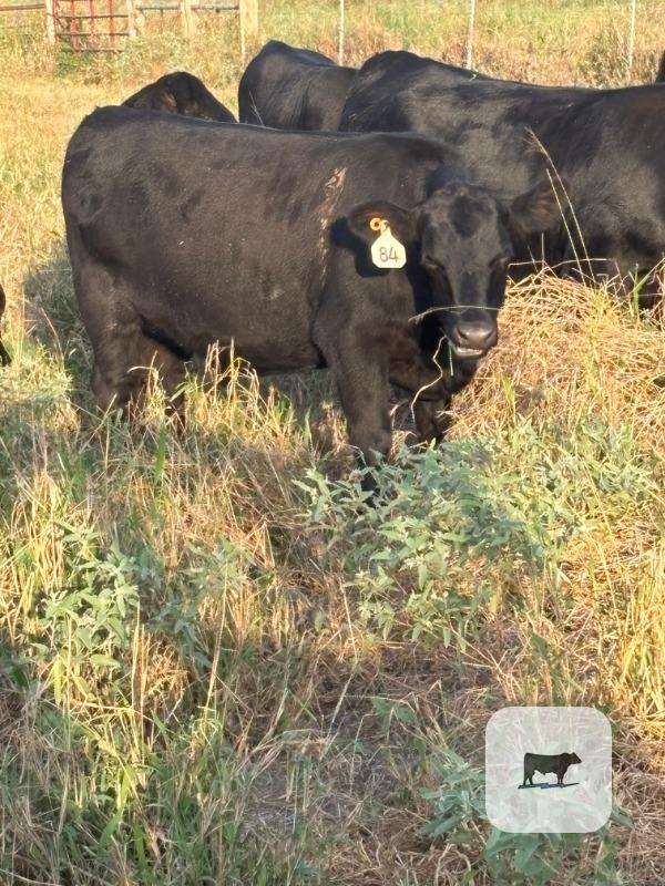 278 Angus Rep. Heifers... South TX thumbnail 4