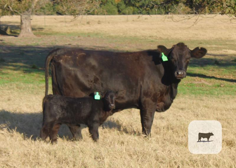 4 Angus Plus 1st-Calf Pairs... Central TX thumbnail 3
