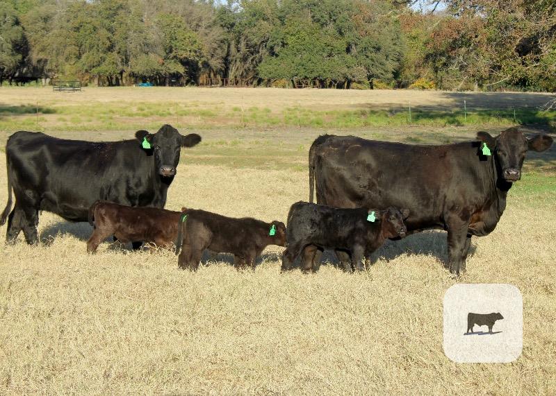 4 Angus Plus 1st-Calf Pairs... Central TX thumbnail 2