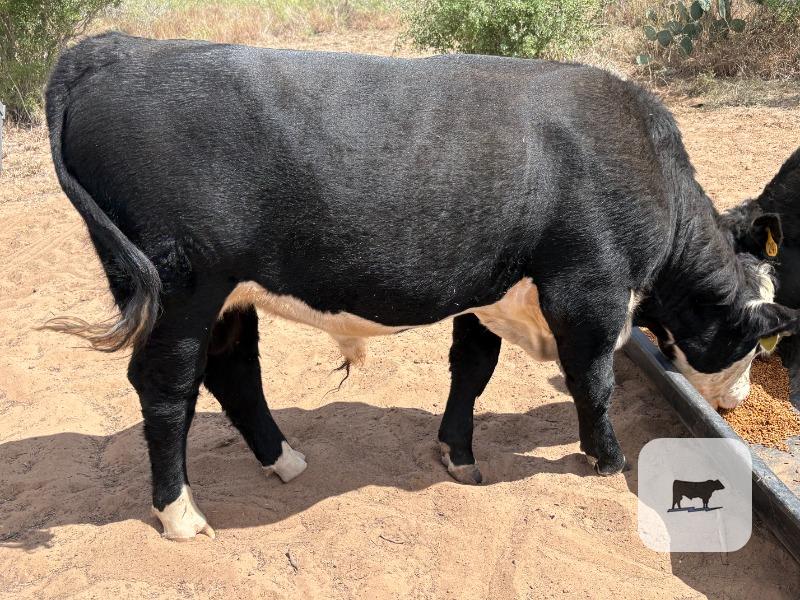 1 Hereford/Angus Bull... South TX thumbnail 2