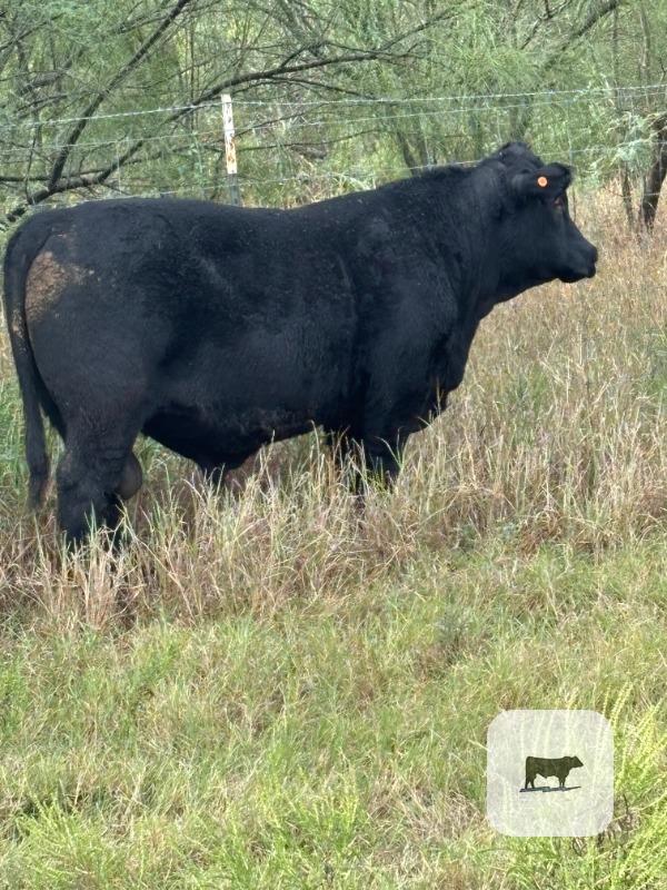 6 Reg. Angus Bulls... South TX thumbnail 4