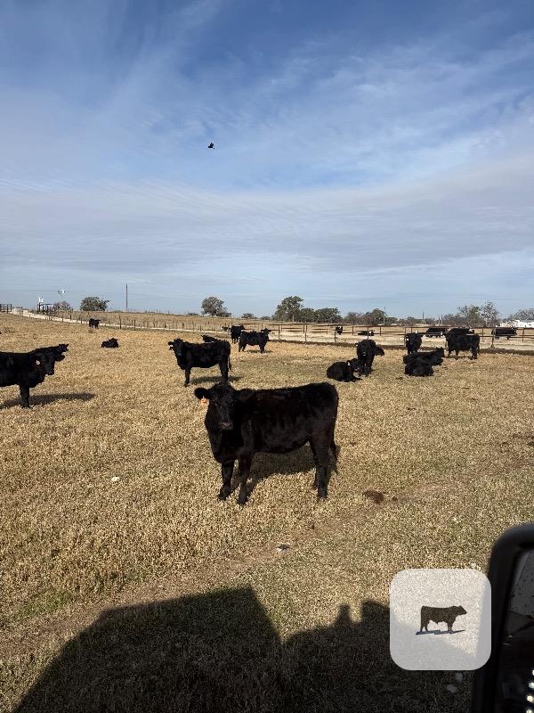 116 Angus & Black Baldy Rep. Heifers... N. Central TX thumbnail 5