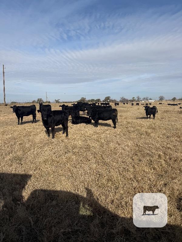 116 Angus & Black Baldy Rep. Heifers... N. Central TX thumbnail 4