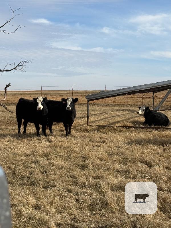 116 Angus & Black Baldy Rep. Heifers... N. Central TX thumbnail 2