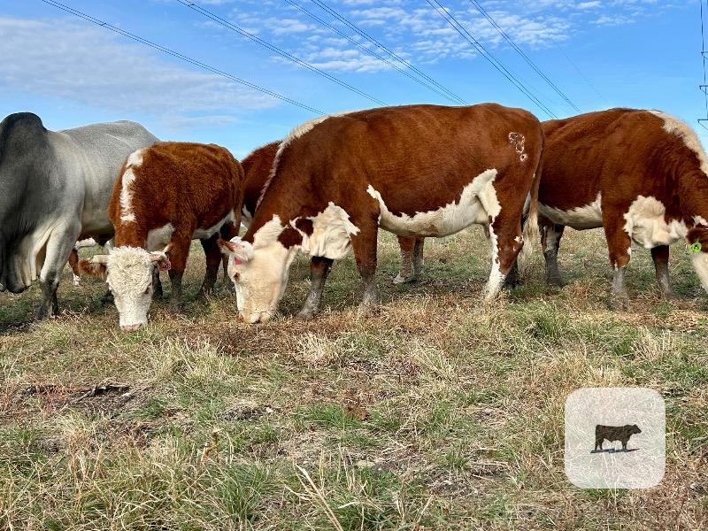 16 Hereford Cows w/ 2+ Calves... Central TX