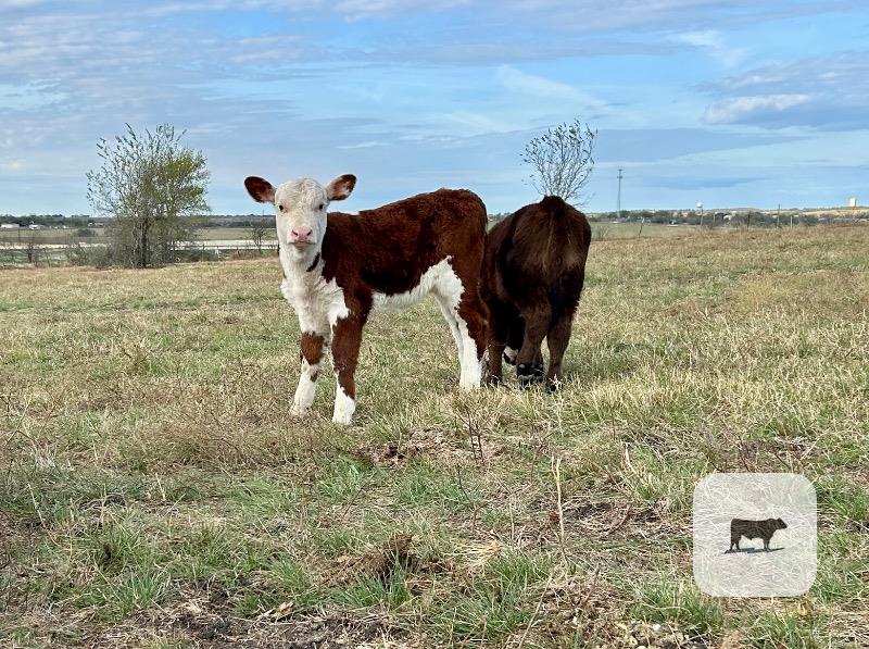 16 Hereford Cows w/ 2+ Calves... Central TX thumbnail 3