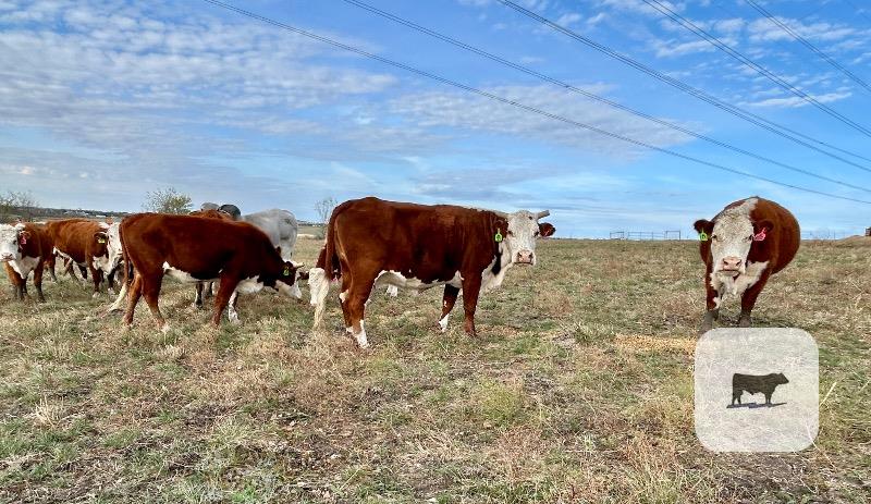 16 Hereford Cows w/ 2+ Calves... Central TX thumbnail 2