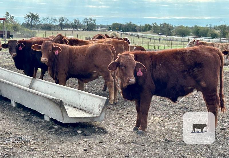 130 Angus & Red Angus Plus/Brangus, Beefmaster, Santa Gertrudis and Crossbred Rep. Heifers... Central TX