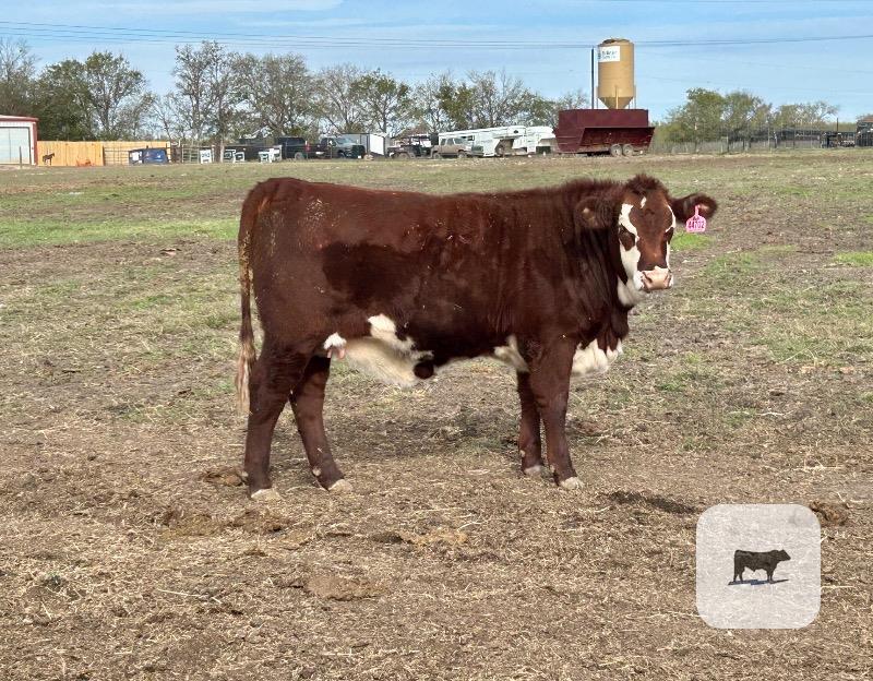 45 Beefmaster, Santa Gertrudis & Crossbred Rep. Heifers... Central TX thumbnail 2