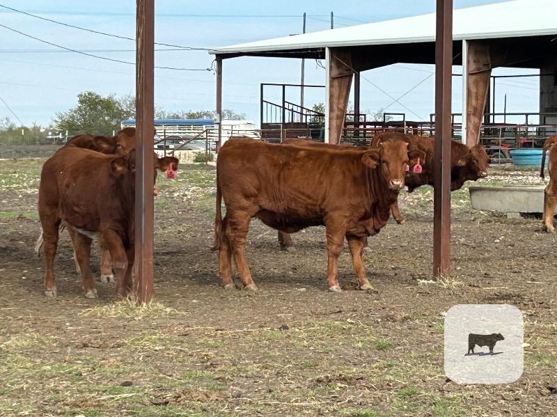 45 Beefmaster, Santa Gertrudis & Crossbred Rep. Heifers... Central TX thumbnail 6
