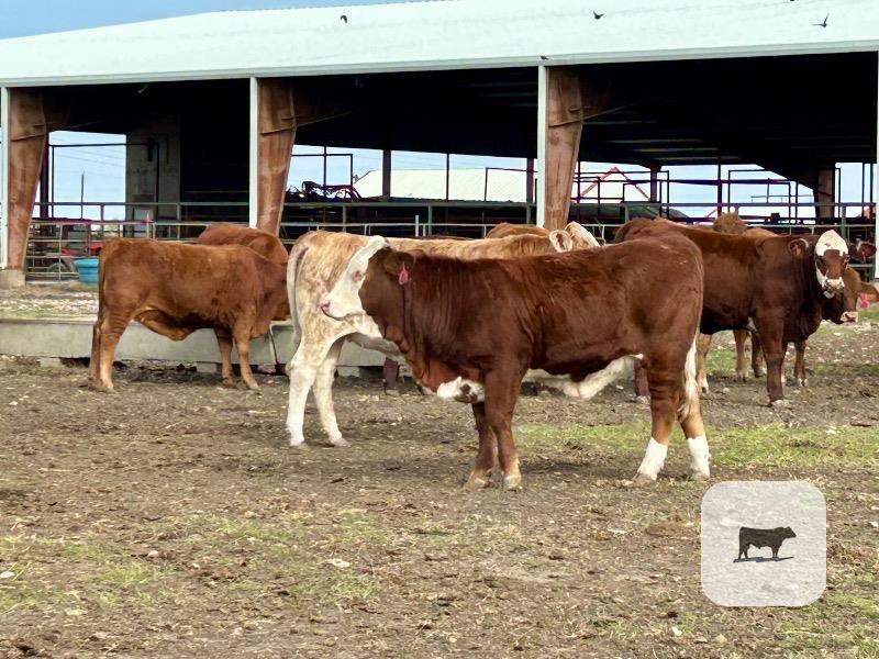 130 Angus & Red Angus Plus/Brangus, Beefmaster, Santa Gertrudis and Crossbred Rep. Heifers... Central TX thumbnail 2