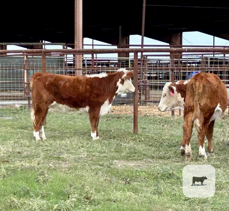 7 Hereford Rep. Heifers... Central TX thumbnail 3