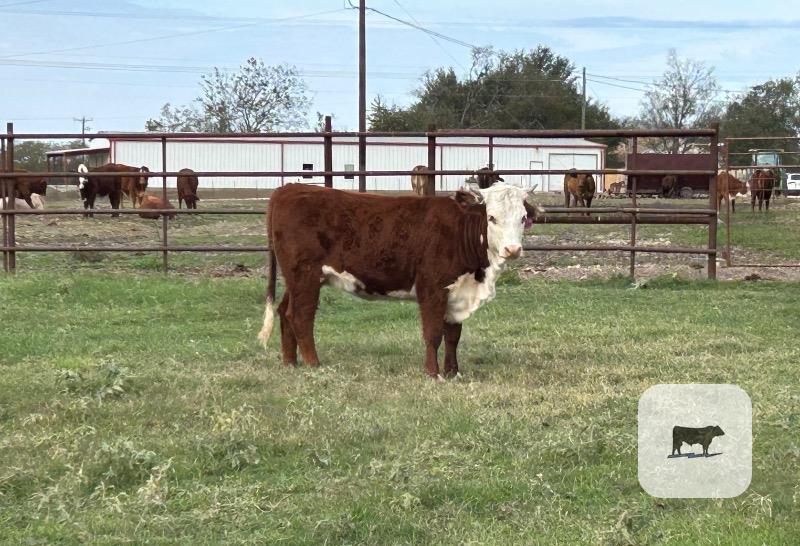 7 Hereford Rep. Heifers... Central TX thumbnail 4