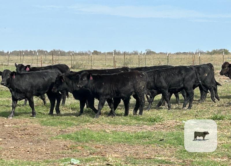 80 Angus Plus, Brangus, & BWF Rep. Heifers... Central TX thumbnail 6