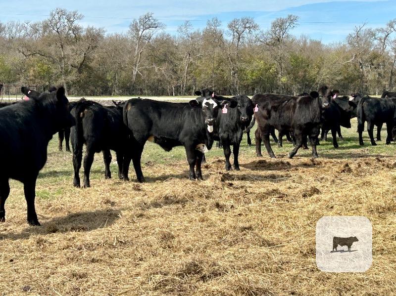 130 Angus & Red Angus Plus/Brangus, Beefmaster, Santa Gertrudis and Crossbred Rep. Heifers... Central TX thumbnail 4
