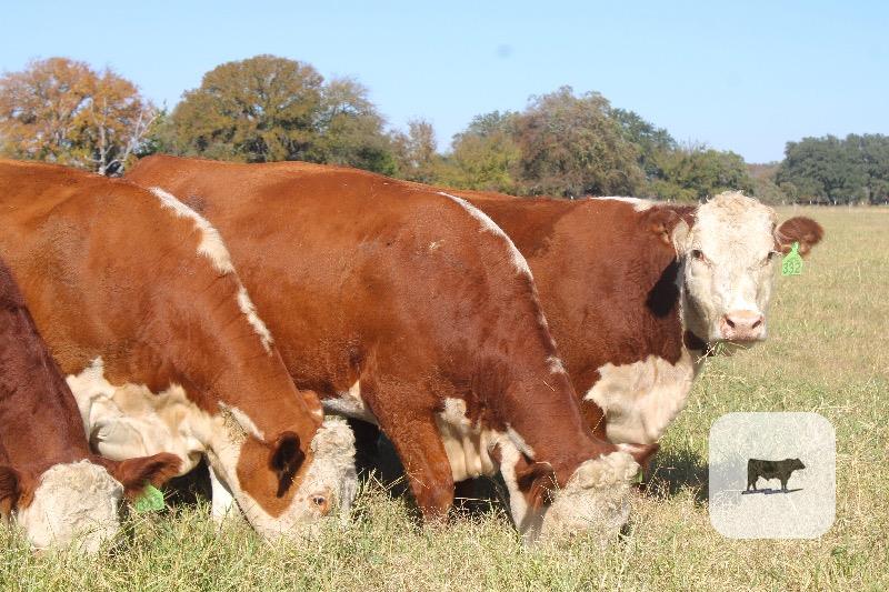 5 Hereford 2nd-Calf Cows... Central TX thumbnail 3