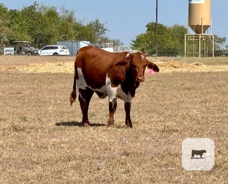 40 Beefmaster, Santa Gertrudis & Crossbred Rep. Heifers... Central TX thumbnail 2