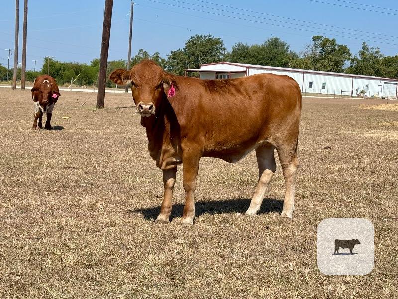 40 Beefmaster, Santa Gertrudis & Crossbred Rep. Heifers... Central TX thumbnail 5
