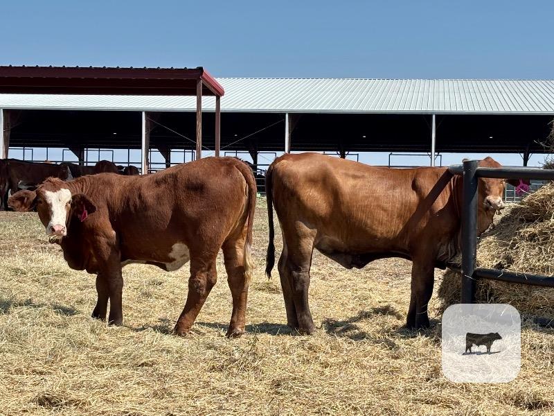 155 Angus, Red Angus/Brangus, Beefmaster, Santa Gertrudis & Crossbred Rep. Heifers... Central TX thumbnail 6