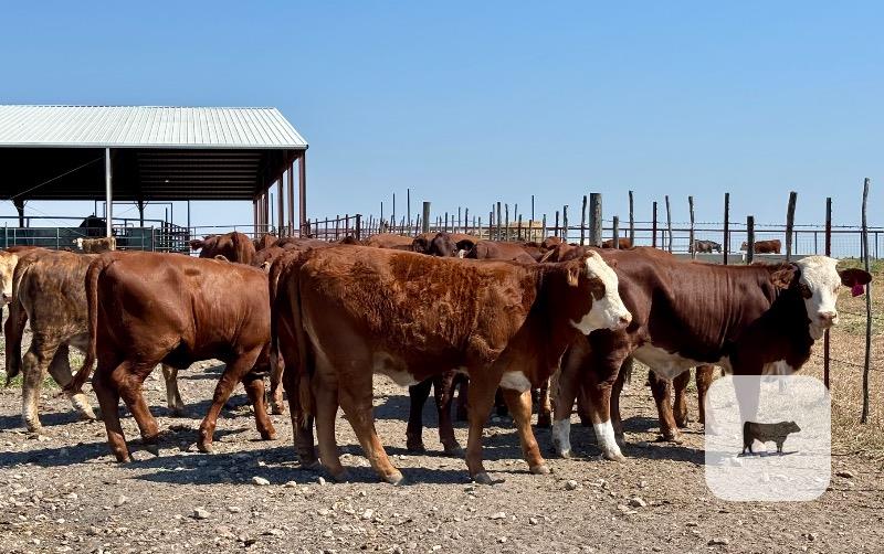 40 Beefmaster, Santa Gertrudis & Crossbred Rep. Heifers... Central TX thumbnail 3