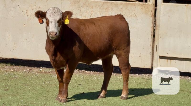 3 Braford, Beefmaster, & RWF Bred Heifers... Central TX thumbnail 2