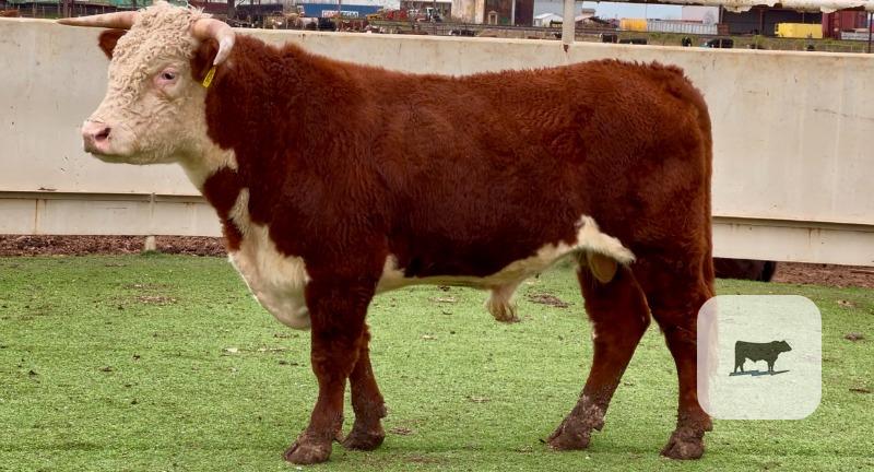10 Hereford Bulls for Sale or Lease... Central TX thumbnail 3