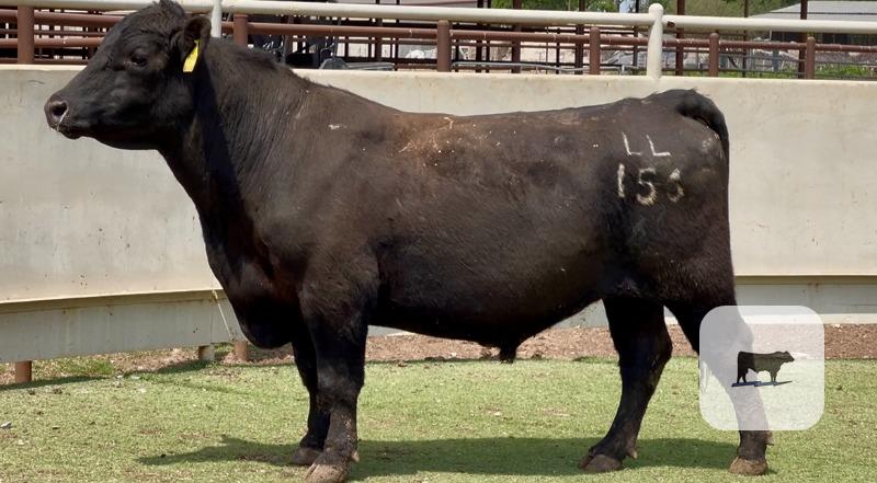 6 Angus & Red Angus Bulls for Sale or Lease... Central TX thumbnail 2