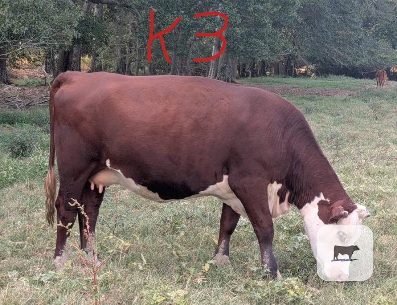 20 Reg. Polled Hereford Cows... Northwest GA thumbnail 2