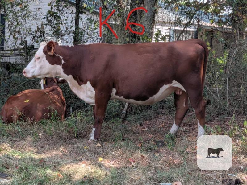 20 Reg. Polled Hereford Cows... Northwest GA thumbnail 5