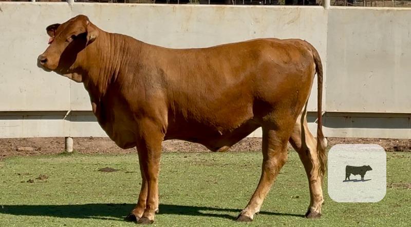 3 Braford, Beefmaster, & RWF Bred Heifers... Central TX thumbnail 3