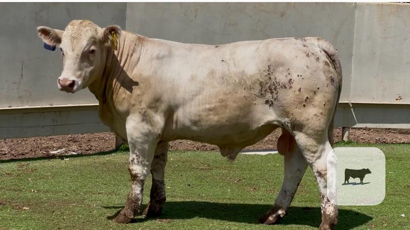 14 Charolais Bulls for Sale or Lease... Central TX thumbnail 3