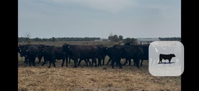50 Angus Cows... Southwest MO thumbnail 3