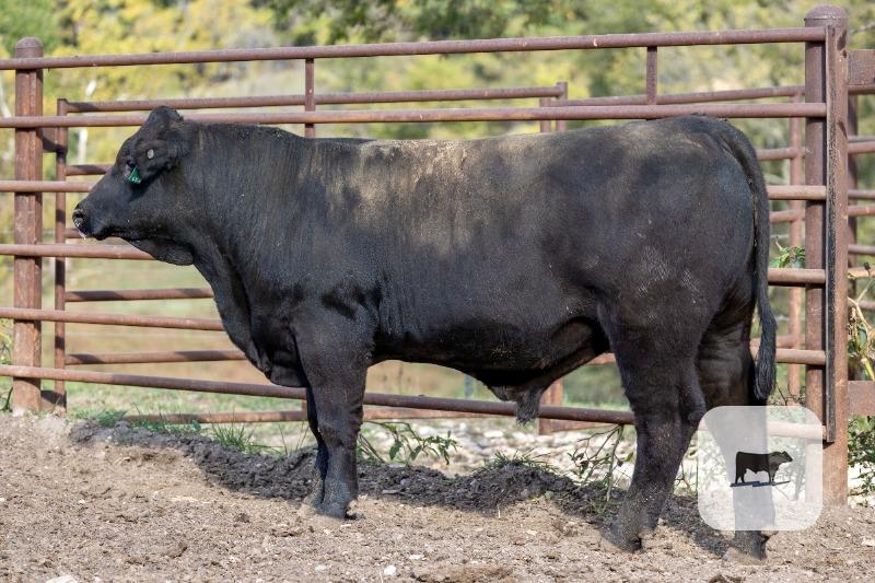 11 Reg. Simmental Bulls... Southeast MO thumbnail 2