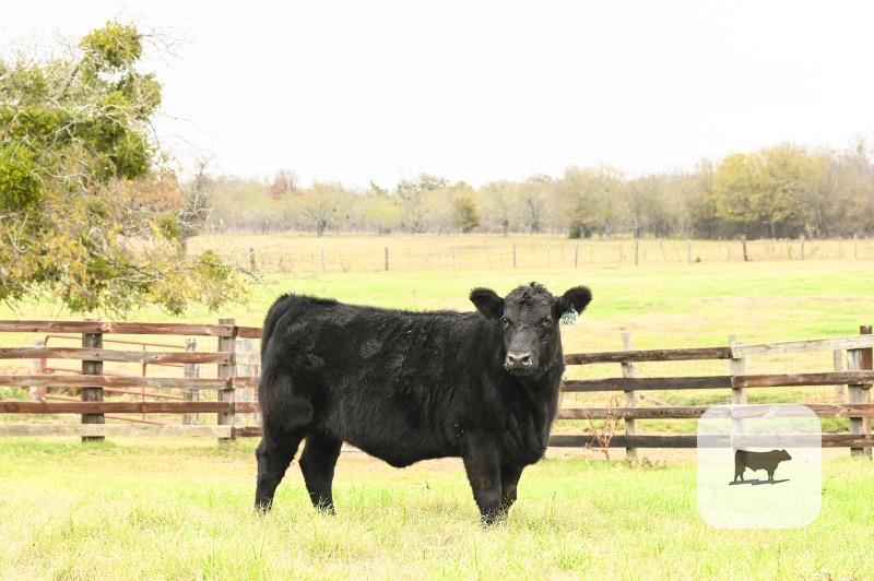 5 Angus Rep. Heifers... Central TX thumbnail 2