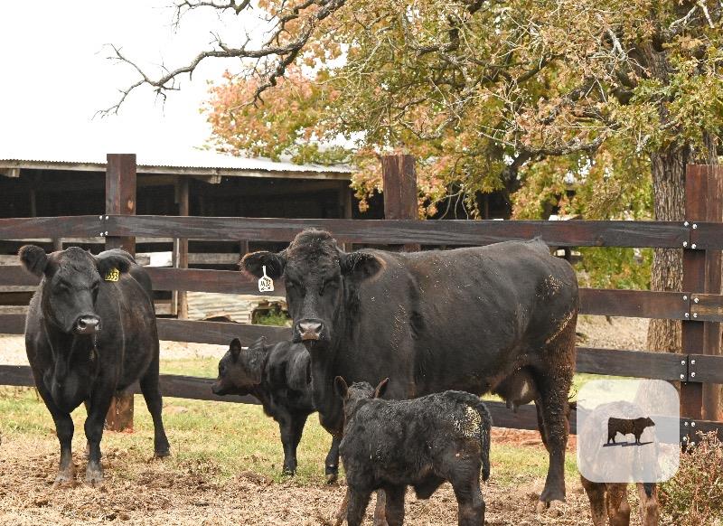 5 Angus Pairs... Central TX