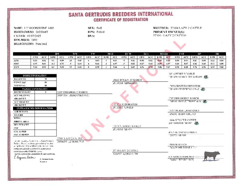 1 Reg. Santa Gertrudis Bull Calf... S. Central TX thumbnail 2