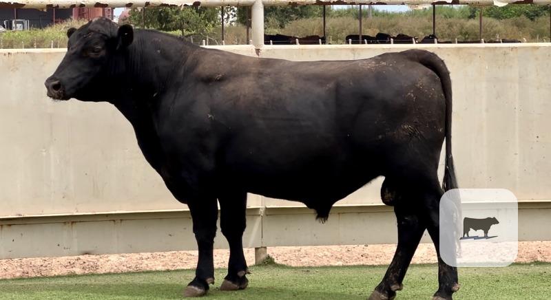 6 Angus & Red Angus Bulls for Sale or Lease... Central TX thumbnail 5