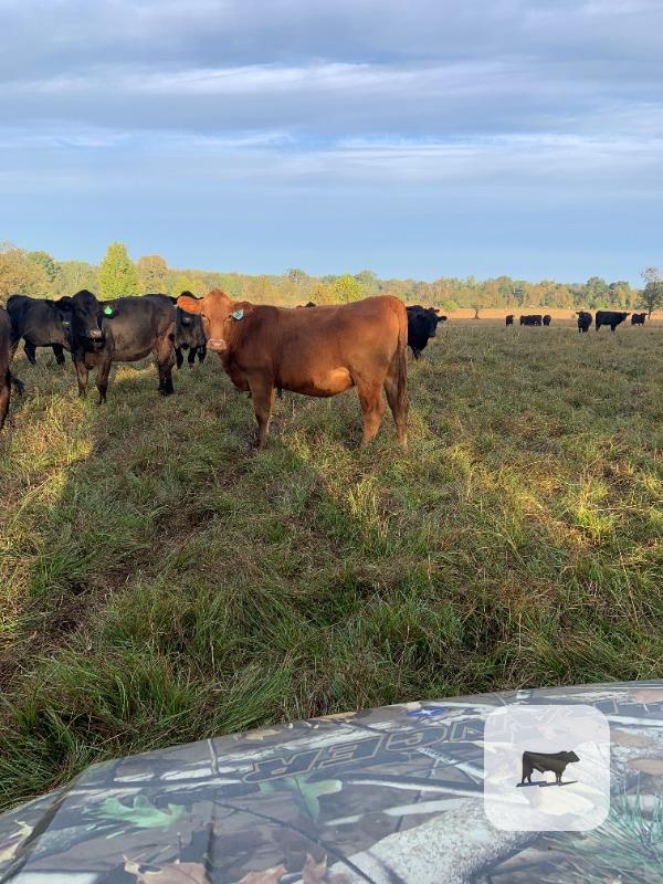 7 Red Angus/Charolais Cross Bred Heifers... E. Central MS