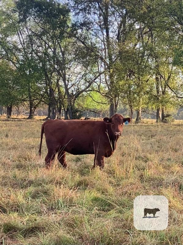 7 Red Angus/Charolais Cross Bred Heifers... E. Central MS thumbnail 2