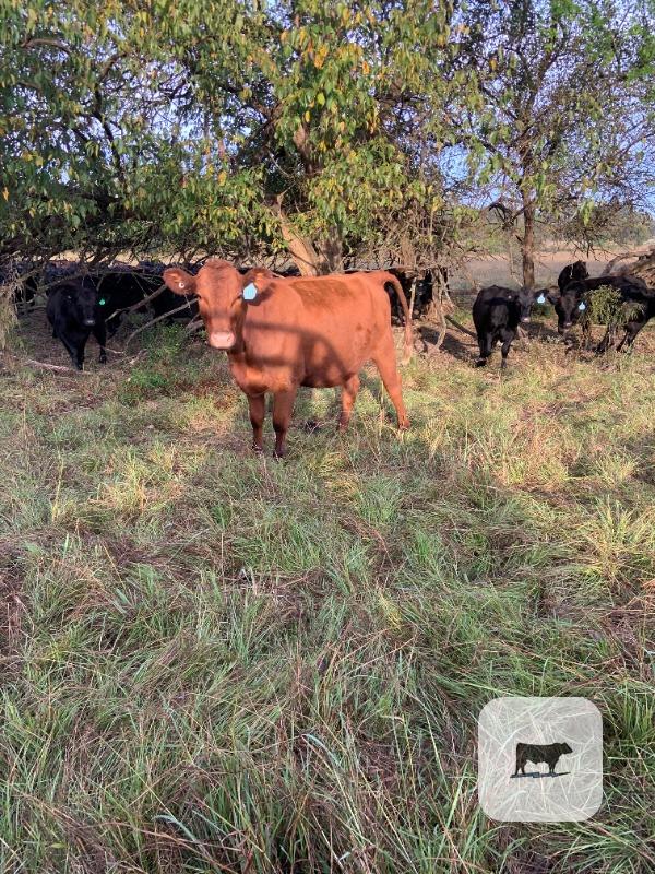7 Red Angus/Charolais Cross Bred Heifers... E. Central MS thumbnail 3