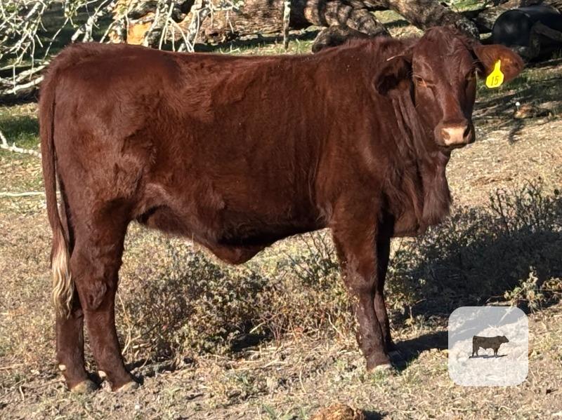 3 Reg. Santa Gertrudis Rep. Heifers... S. Central TX thumbnail 2