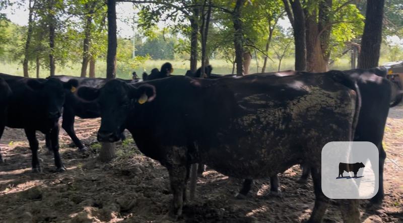 5 Angus Pairs... Northeast OK thumbnail 4