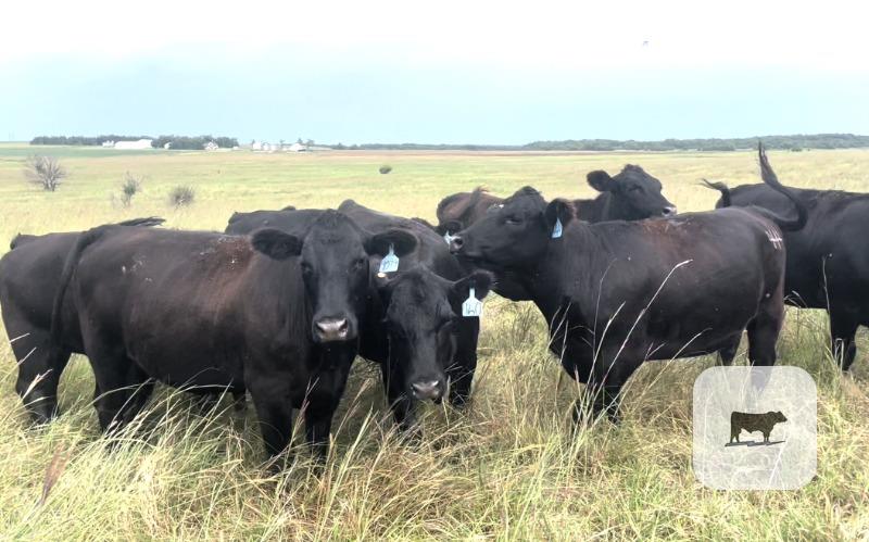 200 Angus Bred Heifers… S. Central KS thumbnail 2