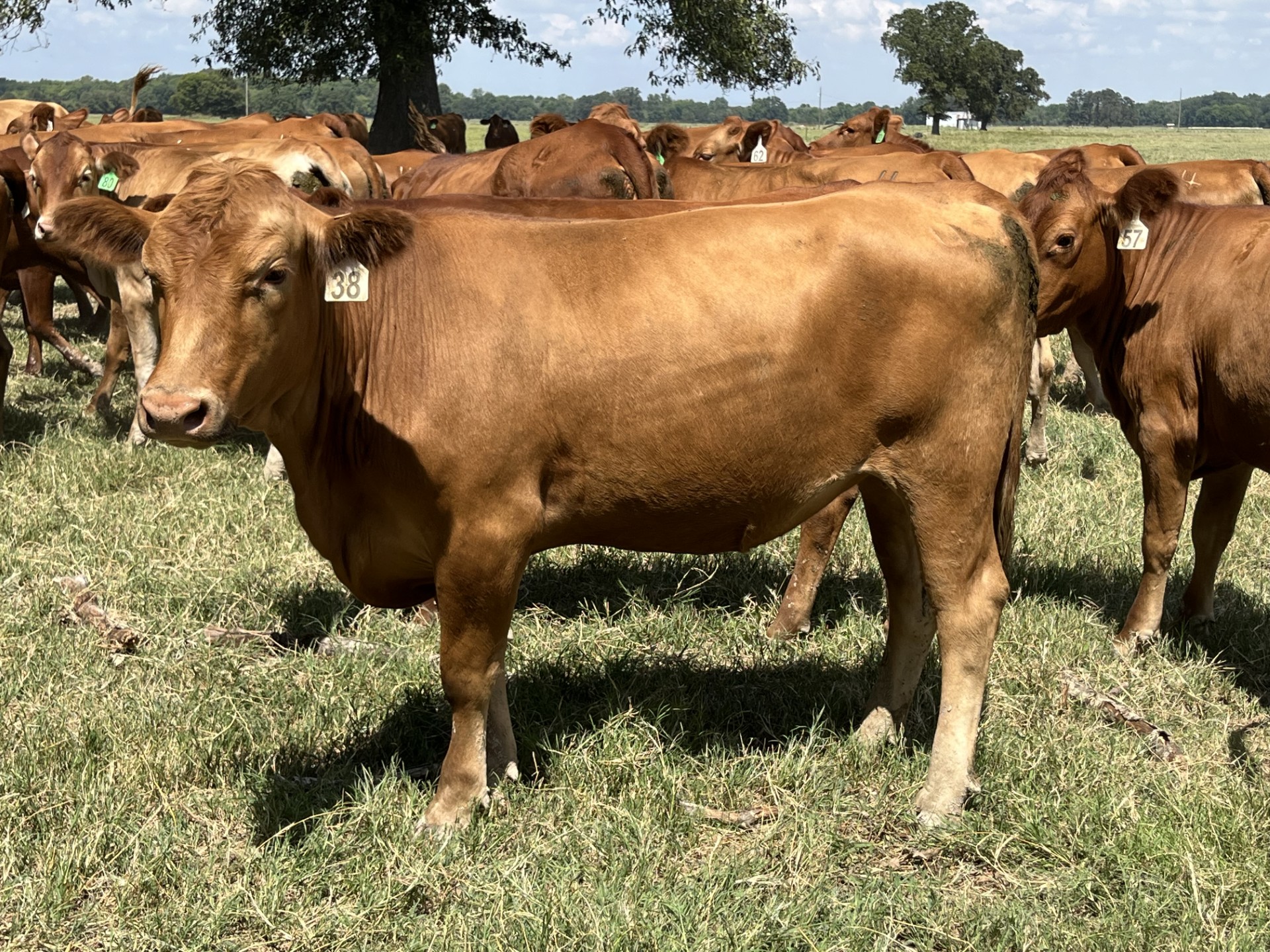 25 Red Angus Plus Bred Heifers... Northeast LA