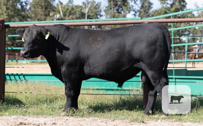 40 Angus & SimAngus Bulls... Southwest MO thumbnail 3