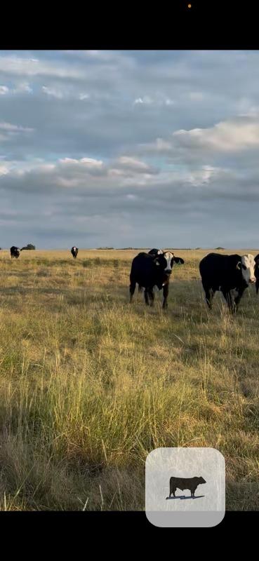 319 Angus & Black Baldy Rep. Heifers... Central TX thumbnail 2