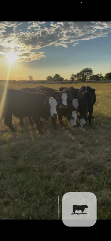 319 Angus & Black Baldy Rep. Heifers... Central TX thumbnail 5