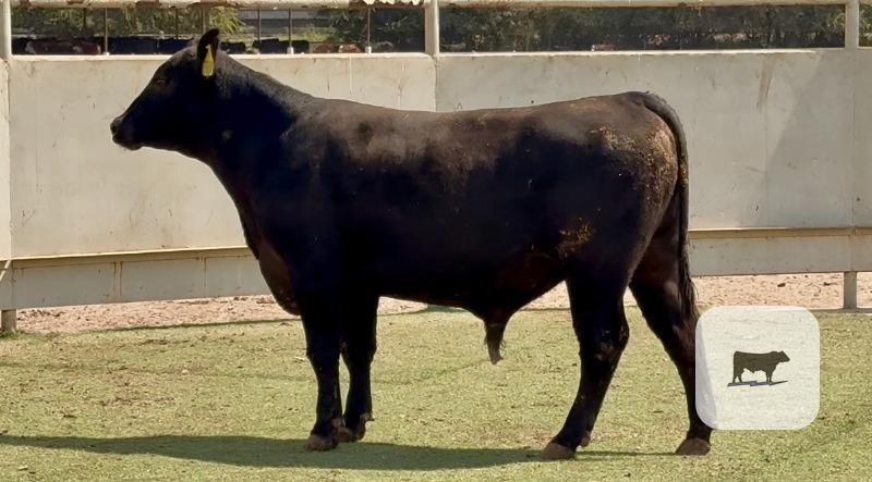 6 Angus & Red Angus Bulls for Sale or Lease... Central TX thumbnail 3